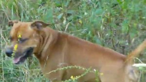 Красавец Ам Стафф