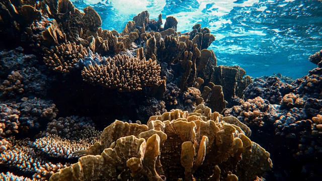 Морская фауна под приятную мелодию. Релакс