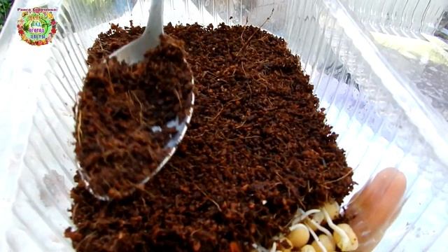 Когда надо проращивать семена овощей и цветов перед посадкой?