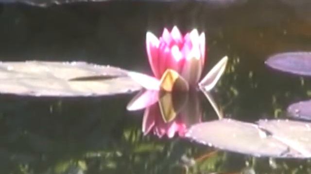 нимфея распускается смотреть онлайн