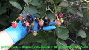 РУБЕН ремонтантная ежевика