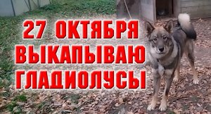 27 октября. Ругаюсь на собаку. Выкапываю и обрабатываю гладиолусы.mp4