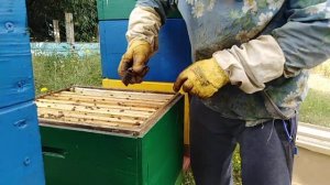 Как заставить пчел носить МЕД во второй корпус Пчеловодство