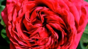 ТОП 15 БУКЕТНОЕ ЦВЕТЕНИЕ РОЗ ФЛОРИБУНДА / TOP 15 BOUQUET FLOWERING FLORIBUNDA ROSES