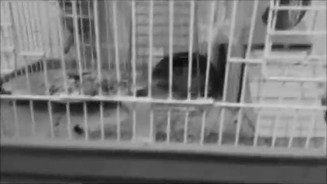 Мышь кусается!!!! смотреть онлайн