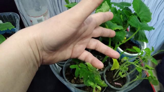 Огурцы растут,тепла нет,полив минимальный смотреть онлайн