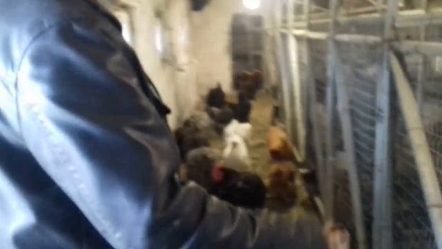 Мы в Гукове Куры Брама Орпингтон Кохинхин смотреть онлайн