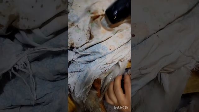 Как щипать гуся. лайфхак ? Вес гуся.