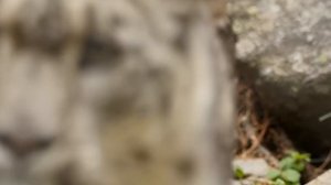 Невероятный снежный барс – истинный царь горы! Скрытность, грация и постоянный риск – ирбис в деле!