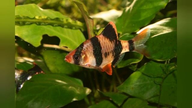 Суматранский барбус . Уход , кормление, разведение. смотреть онлайн
