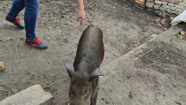 Один День Из Жизни Поросёнка / Day in the life of a pig
