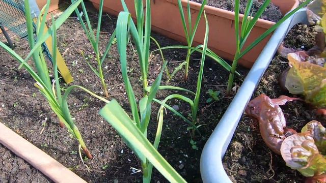 #244 Garden Tour April 2022 смотреть онлайн