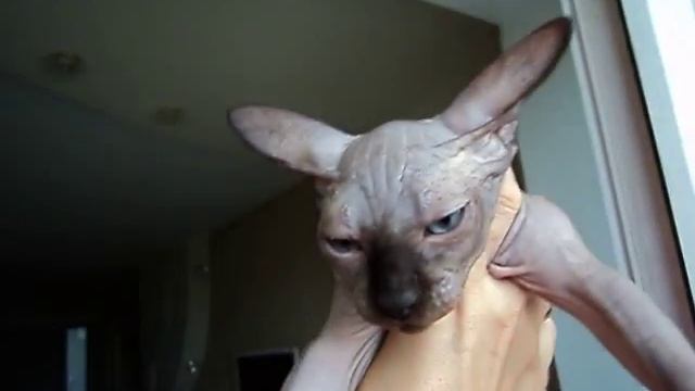 Канадский сфинкс LEON окрас сил-пойнт смотреть онлайн