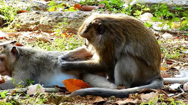 Great !! Monkey grooming , Two female monkeys come to change grooming and finding lice for each oth смотреть онлайн