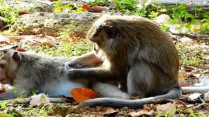 Great !! Monkey grooming , Two female monkeys come to change grooming and finding lice for each oth