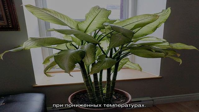 Какие комнатные цветы обязательно должны быть в каждом доме, квартире? Какие цветы не стоит держат. смотреть онлайн