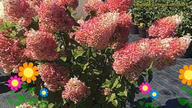 Гортензия метельчатая Строберри Блоссом. Краткий обзор hydrangea paniculata Strawberry Blossom