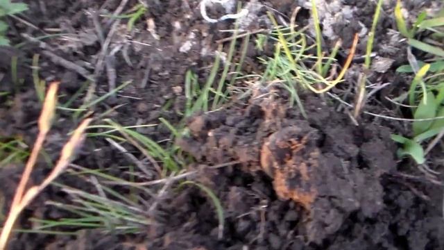 Металлоискатель XP Deus - Когда ничего не лезет. смотреть онлайн