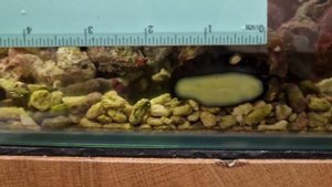 Голожаберный моллюск Скутус черный