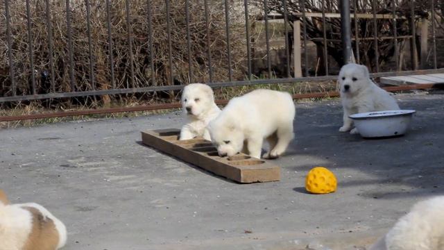 Помет - Х от Леди и Нурика(Тимерташ Железная Леди + Олимпик Стар Нео-Нуар) смотреть онлайн