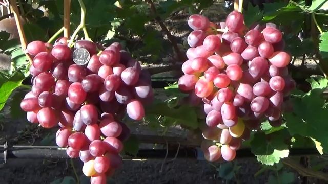 Г. ф. винограда Артек, Дубовский красный и Исполин селекции С. Гусева смотреть онлайн