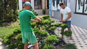 Садовый бонсай из можжевельника