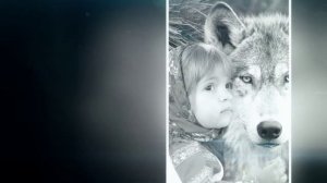 Волк отомстил... без крови...