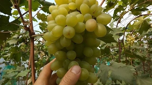 Прореживание ягод в гроздях Виноград Преображение