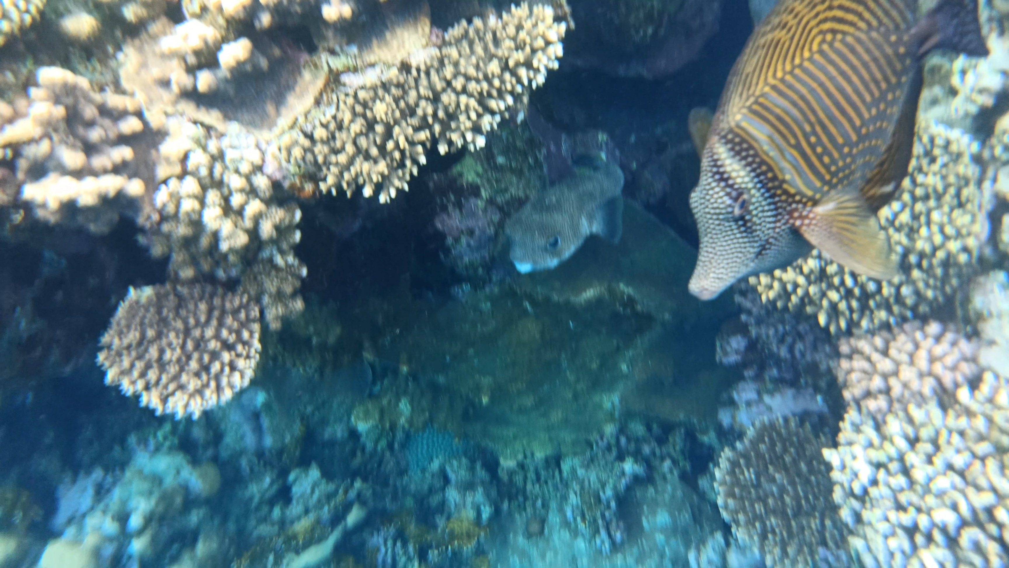 Рыбы в красном море шарм эль шейх