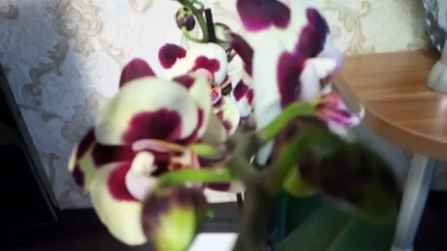 Новая орхидея Панда смотреть онлайн