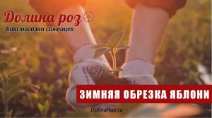 Зимняя обрезка саженцев яблони