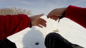 Лифт окуня: секретный прием раскачки лунки на блесну