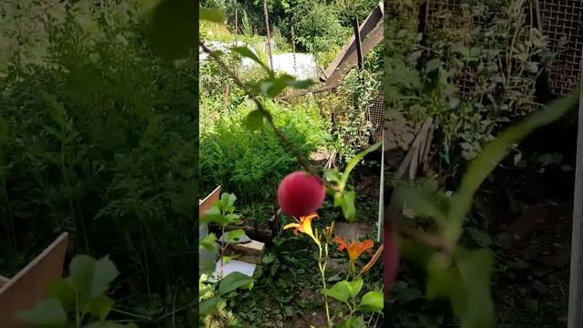 алыча кубанская комета. смотреть онлайн