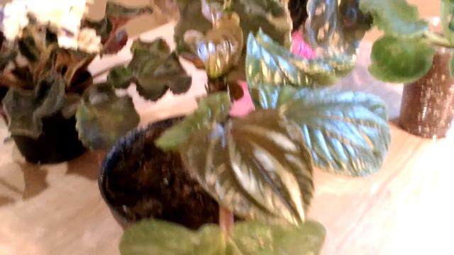 Потрясающая пеперомия с огромными листьями смотреть онлайн