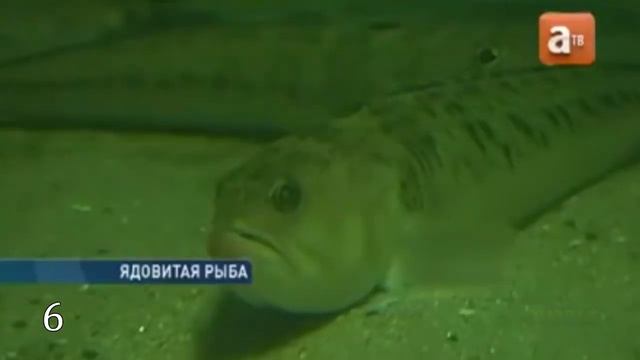 10 САМЫХ ОПАСНЫХ ЖИВОТНЫХ РОССИИ смотреть онлайн