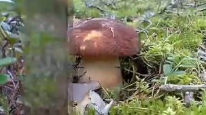 Уоян, Уоян flv