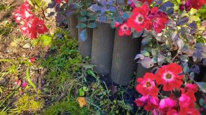 #краснаяплетистаяроза#розаДортмунд#розыКордес#плетистаяроза