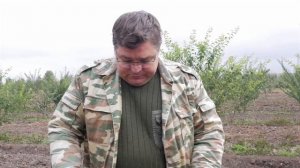 Размножение смородины черенками. Черенкование смородины.