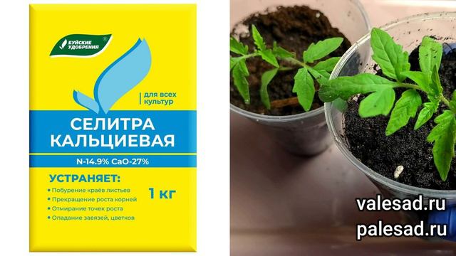 Одну чайную ложку под рассаду после пикировки и рассада становится крепкая и коренастая! смотреть онлайн