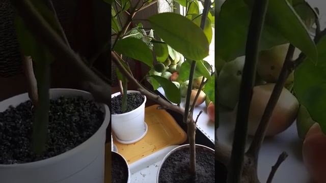Выращиваем цитрусовые на подоконнике. Мандарин сорт Уншиу смотреть онлайн