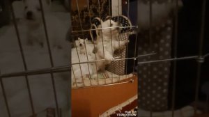 щенки вест-хайленд-уайт-терьер