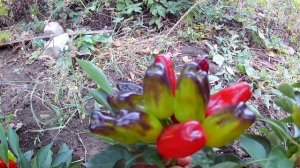 Turkish flower Biber. Перец - Турецкий цветок