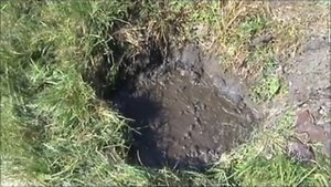 выращиваем абрикос из косточки