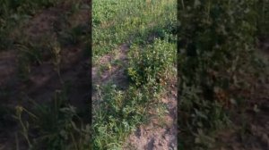 Йошта сорт Йохини обзор