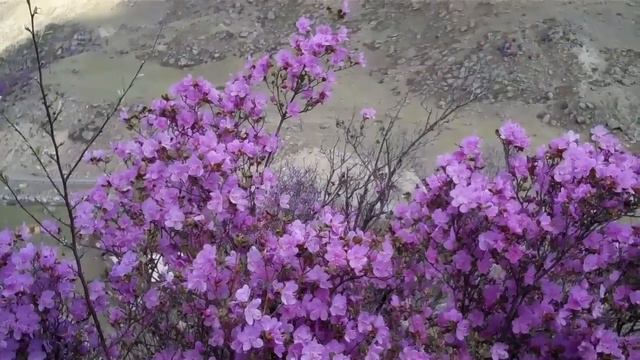 Алтай. Цветущий маральник