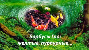 Барбусы Гло оранжевые Гонгконг, пурпурные и другие / Puntigrus tetrazona GloFish