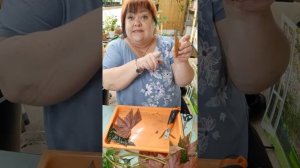 размножение бегонии