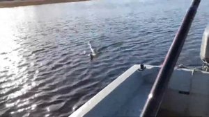 Ловля сига на Суходольском озере.