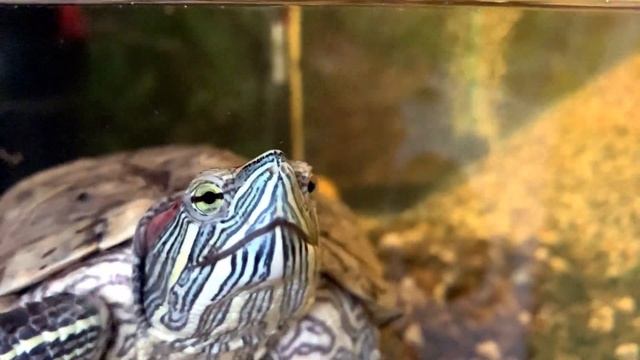 Уход и содержание красноухой черепахи 2| Аквариум и вода | Откуда брать воду?