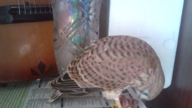 Сокол - пустельга (Боривітер ) Falco -Ужин. .3gp смотреть онлайн